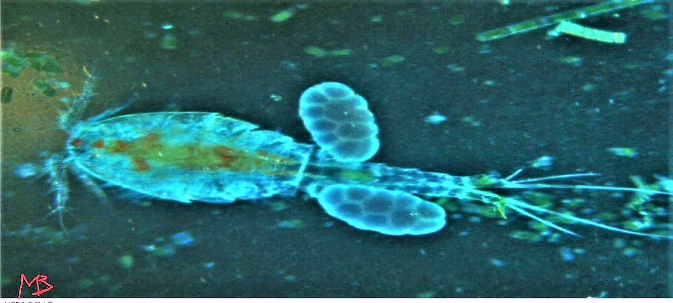 Copepode cyclops femmina